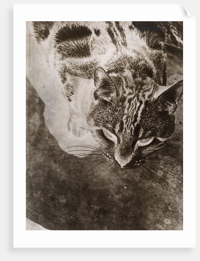 Die Katze by László Moholy-Nagy