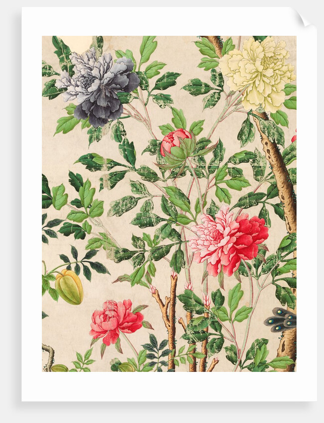 Wallpaper with large blooms of chrysanthemums and starfruits by unknown