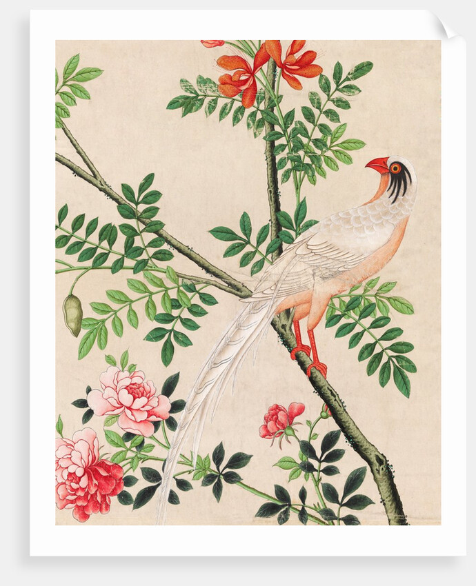 Wallpaper with white pheasant perching on branch by unknown