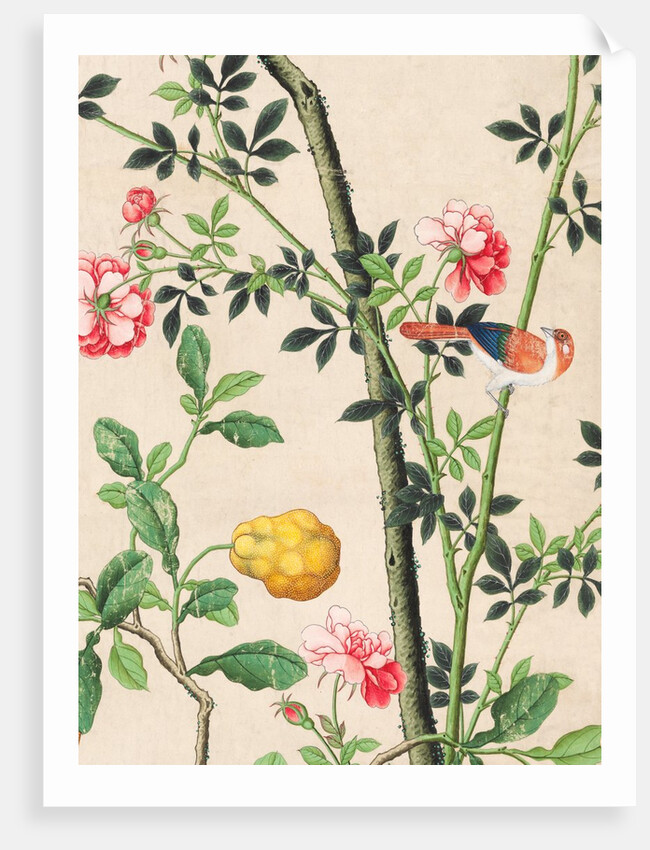 Wallpaper with small bird on branch beside a large yellow fruit by unknown