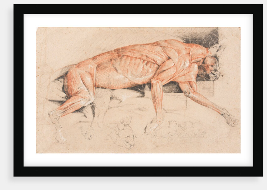Ecorche drawing of a wild cat by Edwin Landseer