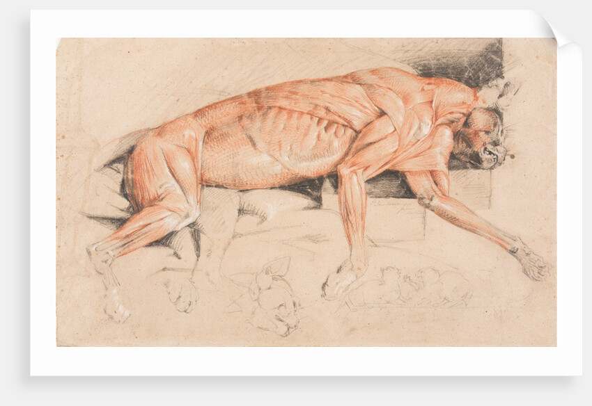 Ecorche drawing of a wild cat by Edwin Landseer