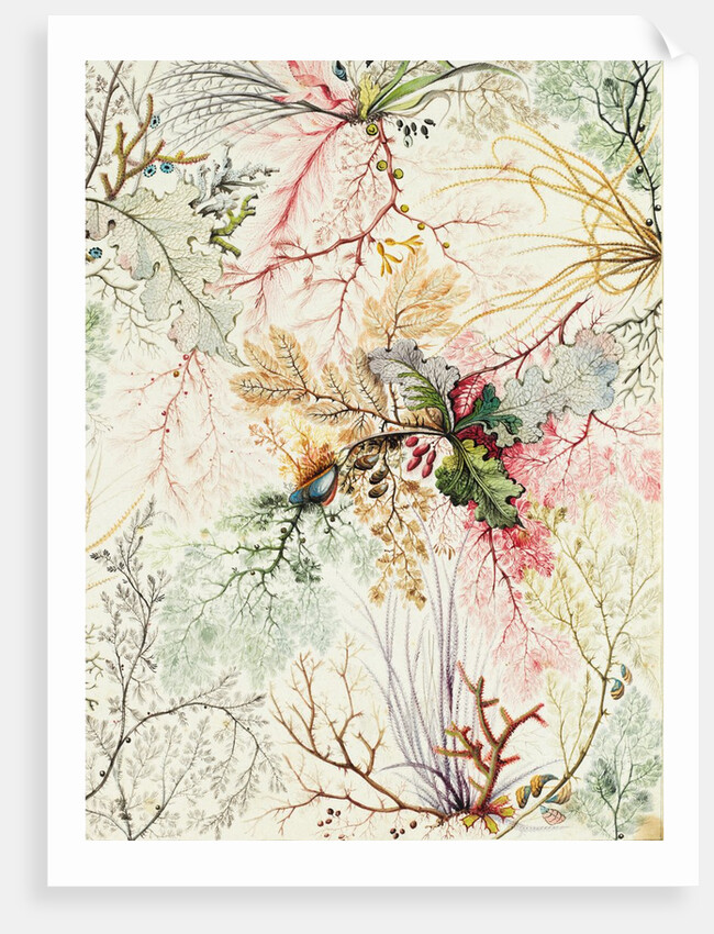 Design for chintz by William Kilburn