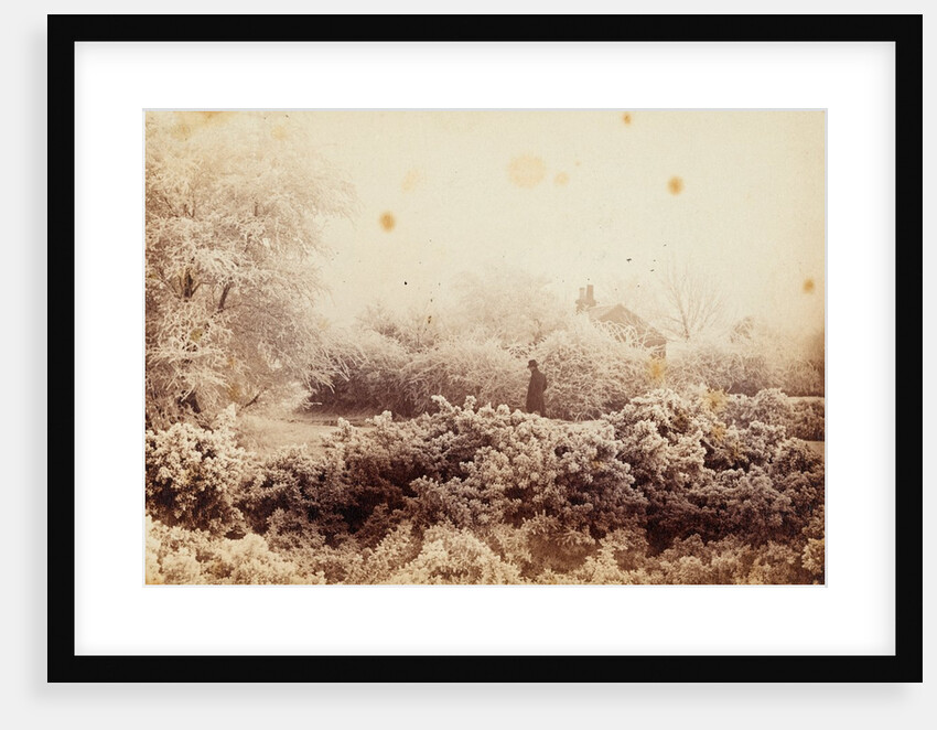 Hoare-frost at Wimbledon by Paul Martin