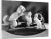 Schoolmaster Severity, stuffed animals showing typical Victorian classroom scenes by Anonymous