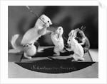 Schoolmaster Severity, stuffed animals showing typical Victorian classroom scenes by Anonymous