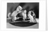 Schoolmaster Severity, stuffed animals showing typical Victorian classroom scenes by Anonymous