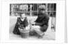 Dog Market - Buying a Puppy by Andrew Pitcairn-Knowles