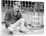 Dog Market - Dog in Bird Cage by Andrew Pitcairn-Knowles
