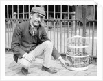 Dog Market - Dog in Bird Cage by Andrew Pitcairn-Knowles