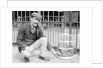 Dog Market - Dog in Bird Cage by Andrew Pitcairn-Knowles