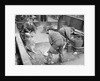 Handling very large fish by Andrew Pitcairn-Knowles