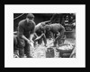 Gutting Fish by Andrew Pitcairn-Knowles