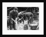 Gutting Fish by Andrew Pitcairn-Knowles