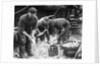 Gutting Fish by Andrew Pitcairn-Knowles