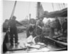 Unloading Fish on to Deck by Andrew Pitcairn-Knowles