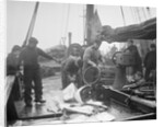 Unloading Fish on to Deck by Andrew Pitcairn-Knowles