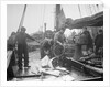 Unloading Fish on to Deck by Andrew Pitcairn-Knowles