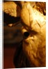 Head of an Ox by Stuart Cox