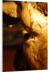 Head of an Ox by Stuart Cox