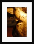Head of an Ox by Stuart Cox