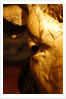 Head of an Ox by Stuart Cox