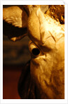 Head of an Ox by Stuart Cox