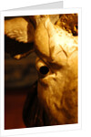 Head of an Ox by Stuart Cox