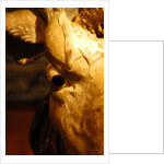 Head of an Ox by Stuart Cox
