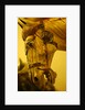 Horse by Stuart Cox