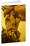 Horse by Stuart Cox