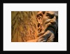 Heraclitus by Stuart Cox