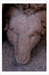 Jason and the golden fleece by Stuart Cox