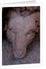 Jason and the golden fleece by Stuart Cox
