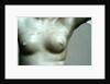Venus, detail of breast by Stuart Cox