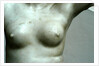 Venus, detail of breast by Stuart Cox