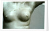 Venus, detail of breast by Stuart Cox