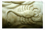 Scorpio by Stuart Cox