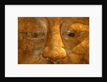 Head of the Buddha by Stuart Cox