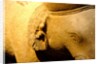 Elephant, detail by Stuart Cox