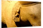 Elephant, detail by Stuart Cox