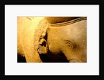 Elephant, detail by Stuart Cox