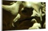 Bust of Jesus Christ, detail of face by Stuart Cox