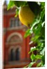 V&A Museum, John Madejski Garden, designed by Kim Wilkie by Stuart Cox