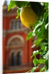 V&A Museum, John Madejski Garden, designed by Kim Wilkie by Stuart Cox