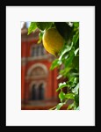 V&A Museum, John Madejski Garden, designed by Kim Wilkie by Stuart Cox
