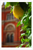 V&A Museum, John Madejski Garden, designed by Kim Wilkie by Stuart Cox