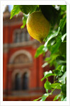 V&A Museum, John Madejski Garden, designed by Kim Wilkie by Stuart Cox