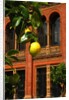 V&A Museum, John Madejski Garden, designed by Kim Wilkie by Stuart Cox