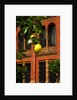 V&A Museum, John Madejski Garden, designed by Kim Wilkie by Stuart Cox